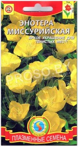 Энотера Миссурийская