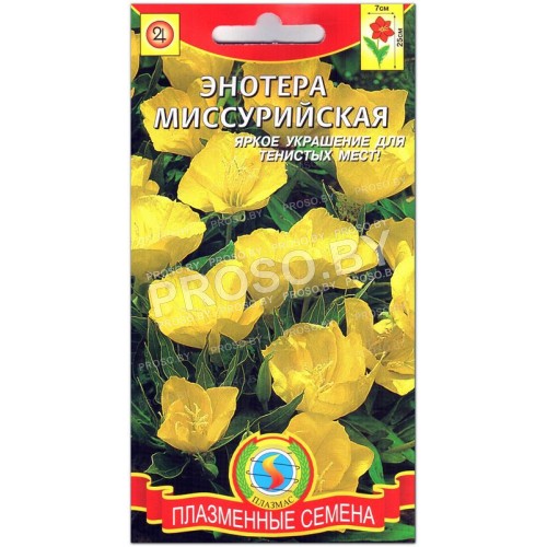Энотера Миссурийская