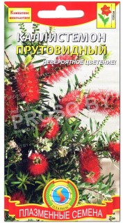 Каллистемон (красивотычинник) Прутовидный