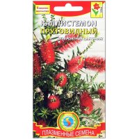 Каллистемон Прутовидный