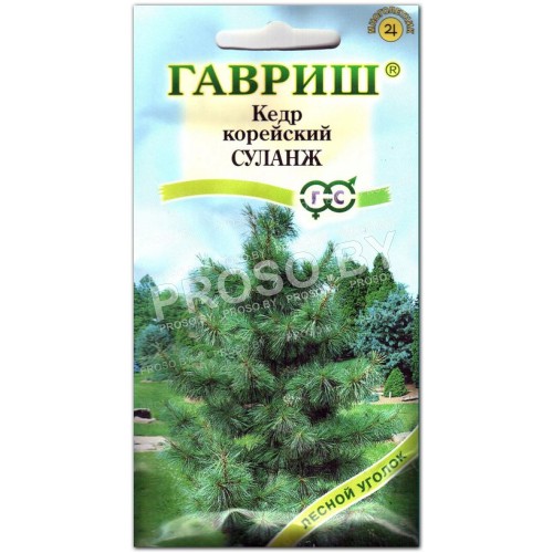 Кедр корейский Суланж