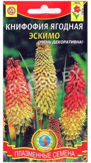 Книфофия ягодная Эскимо