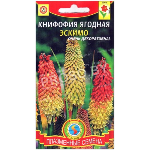 Книфофия ягодная Эскимо