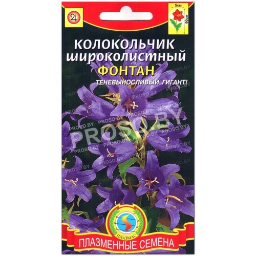 Колокольчик широколистный Фонтан