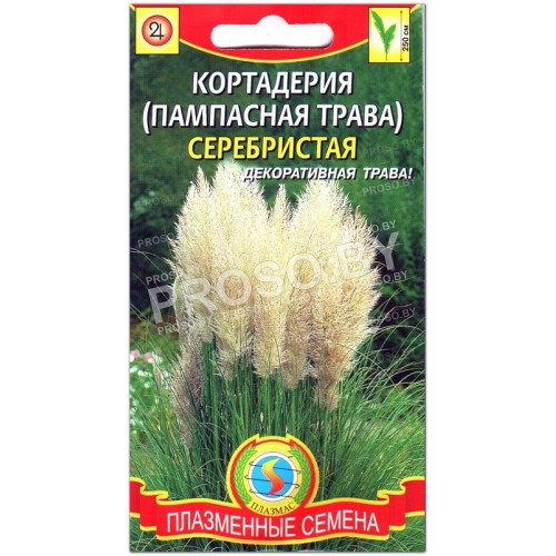 Кортадерия (пампасная трава) Серебристая