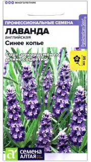 Лаванда английская Синее копье