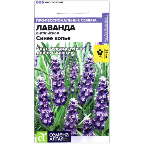 Лаванда английская Синее копье