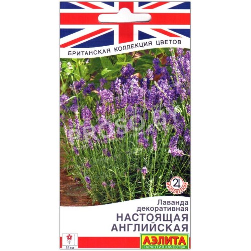 Лаванда декоративная Настоящая английская