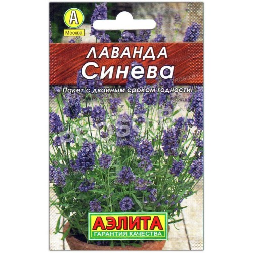 Лаванда Синева