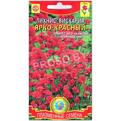 Лихнис вискария Ярко-красный