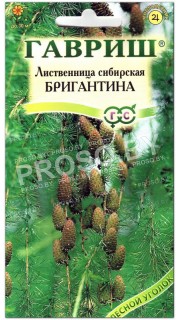 Лиственница сибирская Бригантина