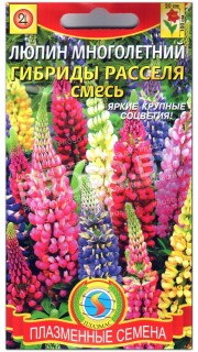 Люпин многолетний Гибриды Расселя, смесь