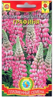 Люпин многолетний Графиня