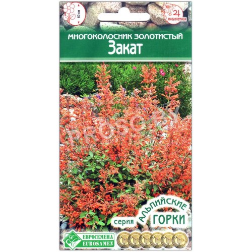 Многоколосник золотистый Закат