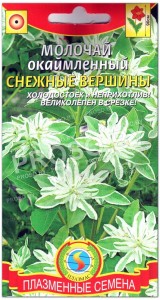 Молочай окаймленный Снежные вершины
