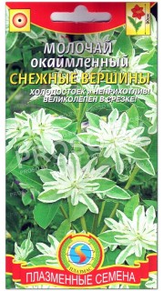 Молочай окаймленный Снежные вершины