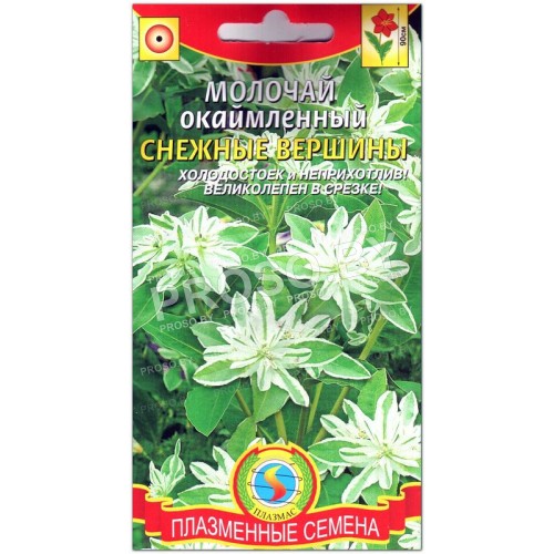 Молочай окаймленный Снежные вершины