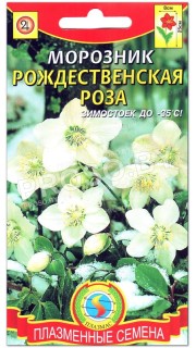 Морозник Рождественская роза