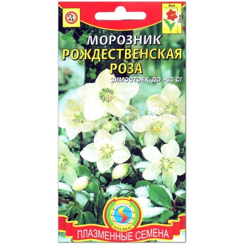 Морозник Рождественская роза