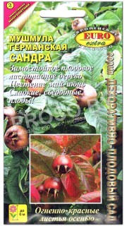 Мушмула германская Сандра