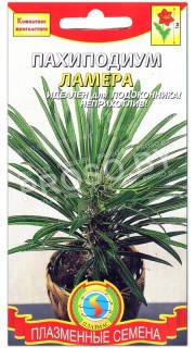Пахиподиум Ламера