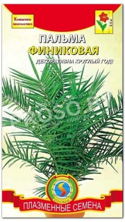 Пальма Финиковая