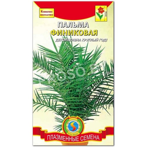 Пальма Финиковая