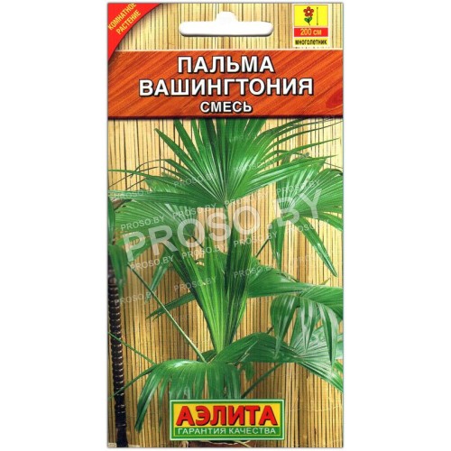 Пальма Вашингтония-1