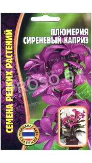 Плюмерия Сиреневый каприз