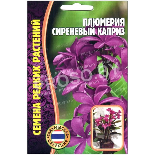 Плюмерия Сиреневый каприз