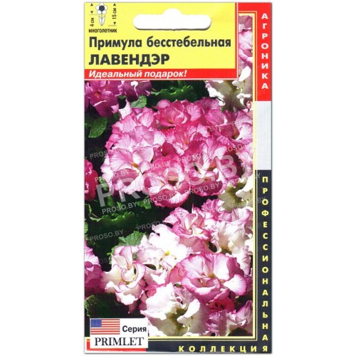 Примула бесстебельная Лавендэр, серия Primlet