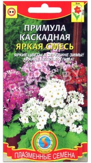 Примула каскадная Яркая смесь