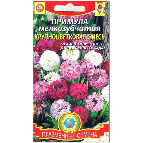 Примула мелкозубчатая Крупноцветковая смесь