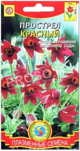 Прострел Красный