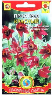 Прострел Красный