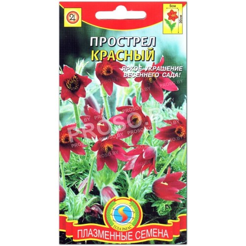 Прострел Красный