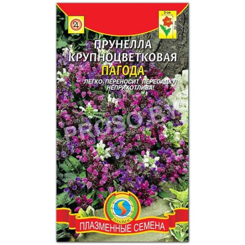 Прунелла крупноцветковая Пагода