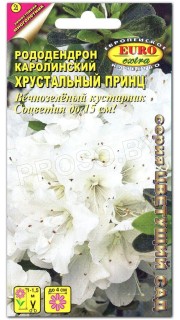 Рододендрон Хрустальный принц, каролинский