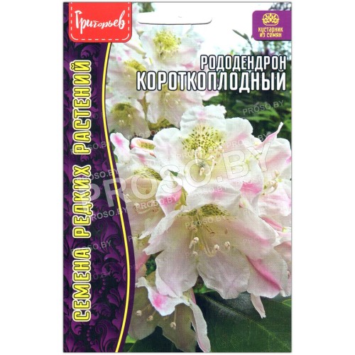 Рододендрон Короткоплодный