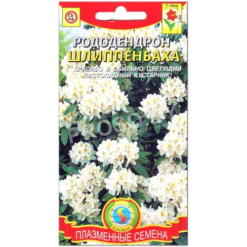 Рододендрон Шлиппенбаха-1