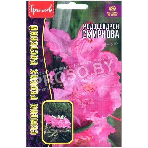 Рододендрон Смирнова