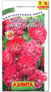 Роза китайская Энжел вингс
