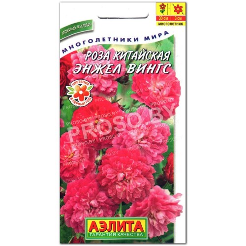 Роза китайская Энжел вингс