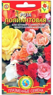 Роза Полиантовая