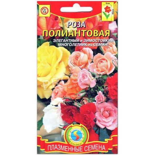 Роза Полиантовая