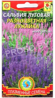 Сальвия луговая Разноцветная лужайка
