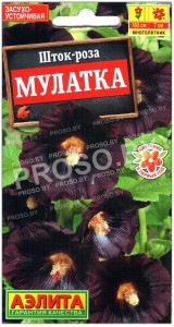 Шток-роза Мулатка