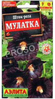 Шток-роза Мулатка