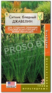 Ситник бледный Джавелин