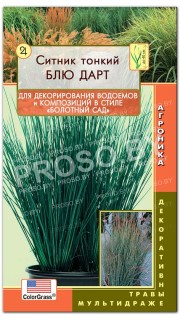 Ситник тонкий Блю Дарт
